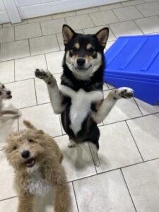 Dogs playing at Hounds Town in Hartford, CT