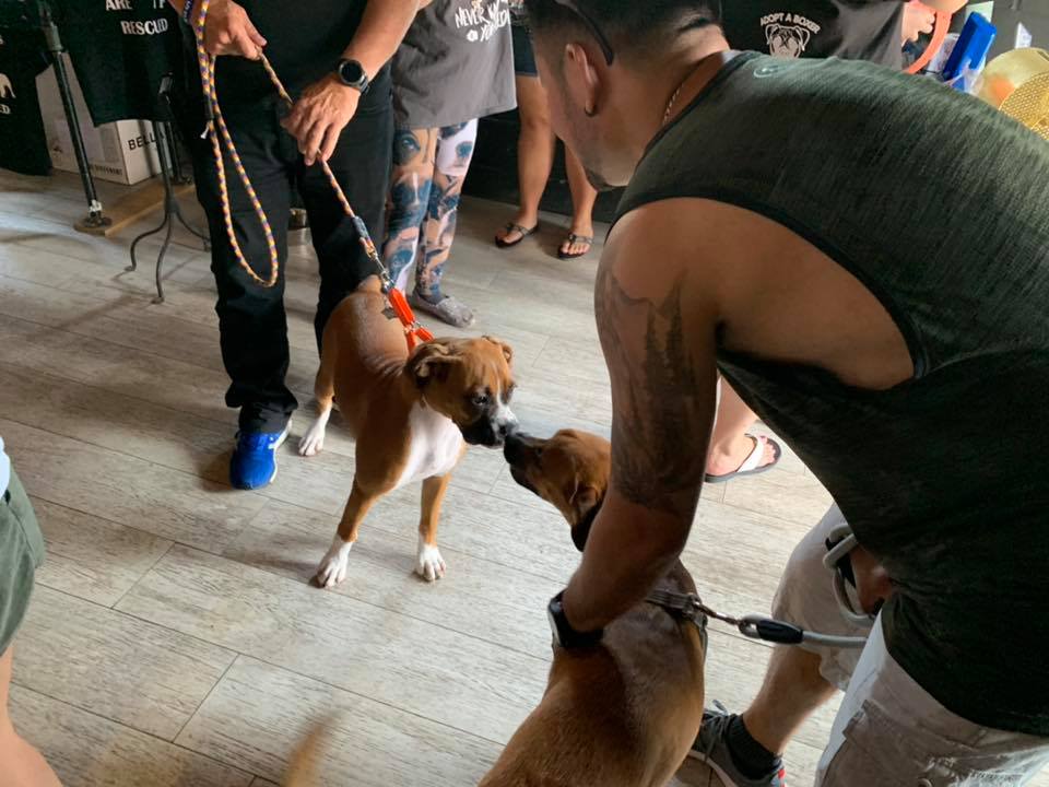 two brown dogs sniffing each others' noses