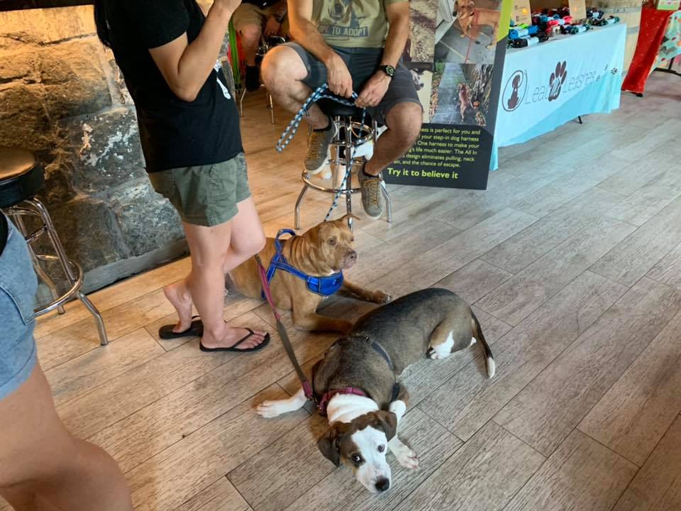 Hounds Town Charities - Hounds Town Farmingdale