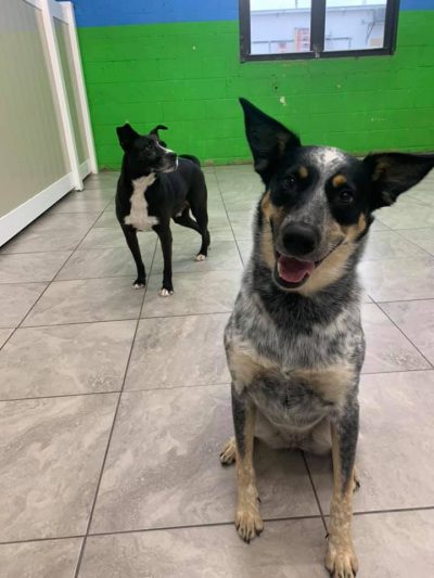 doggy daycare - port jefferson