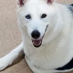 white dog face with mouth open laying on tile floor