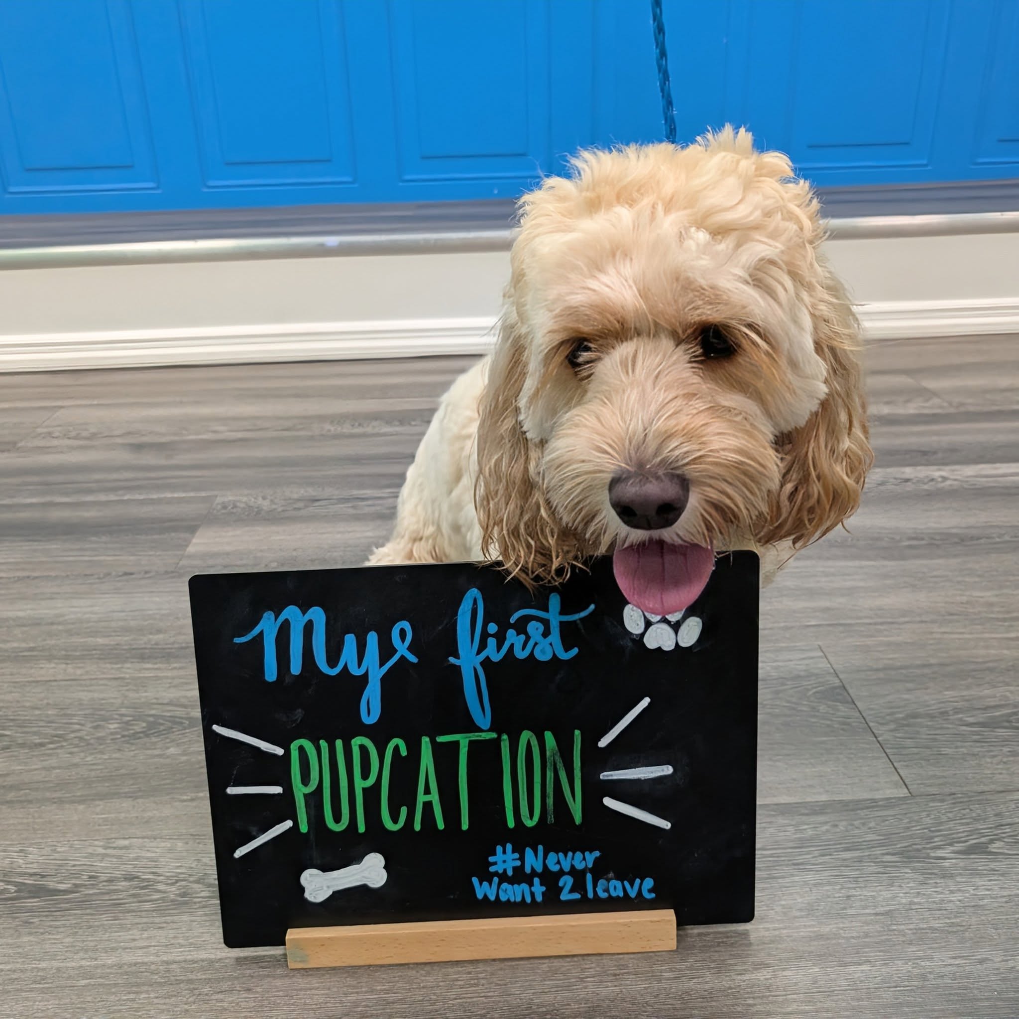 Dog with chalkboard sign that reads, 