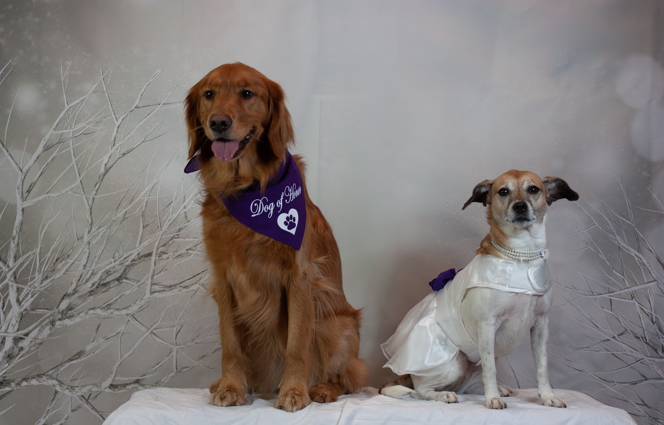 Doggie Day Care Wedding at Hounds Town USA