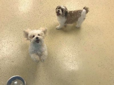 Dog day care - water bowl - hounds town - garden city