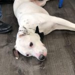 white dog laying on wood floor sideways