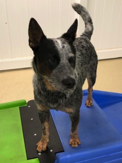 dog daycare - hounds town - garden city - foster