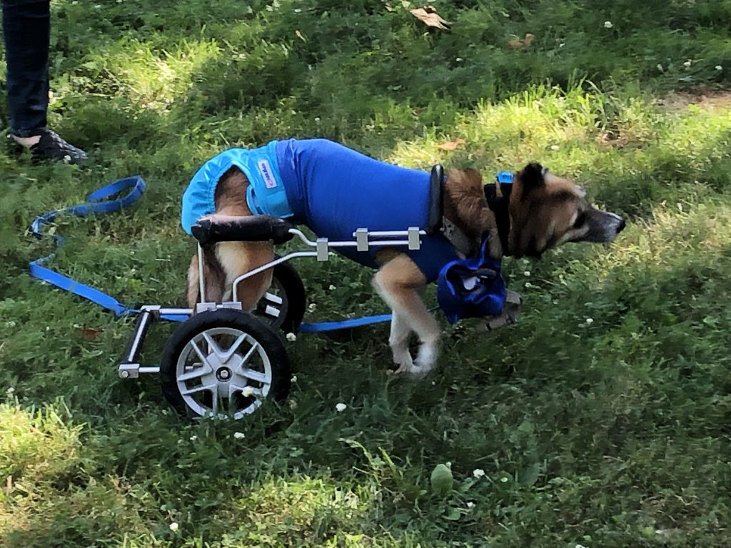 Rosie Hounds Town Mascot