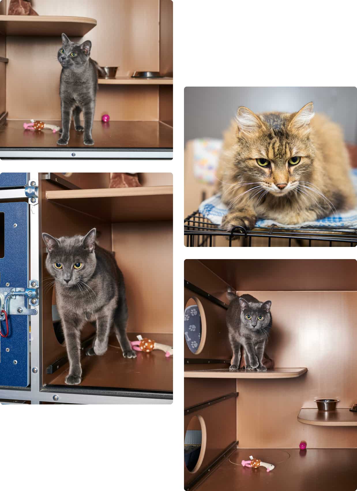 Cat Boarding Services