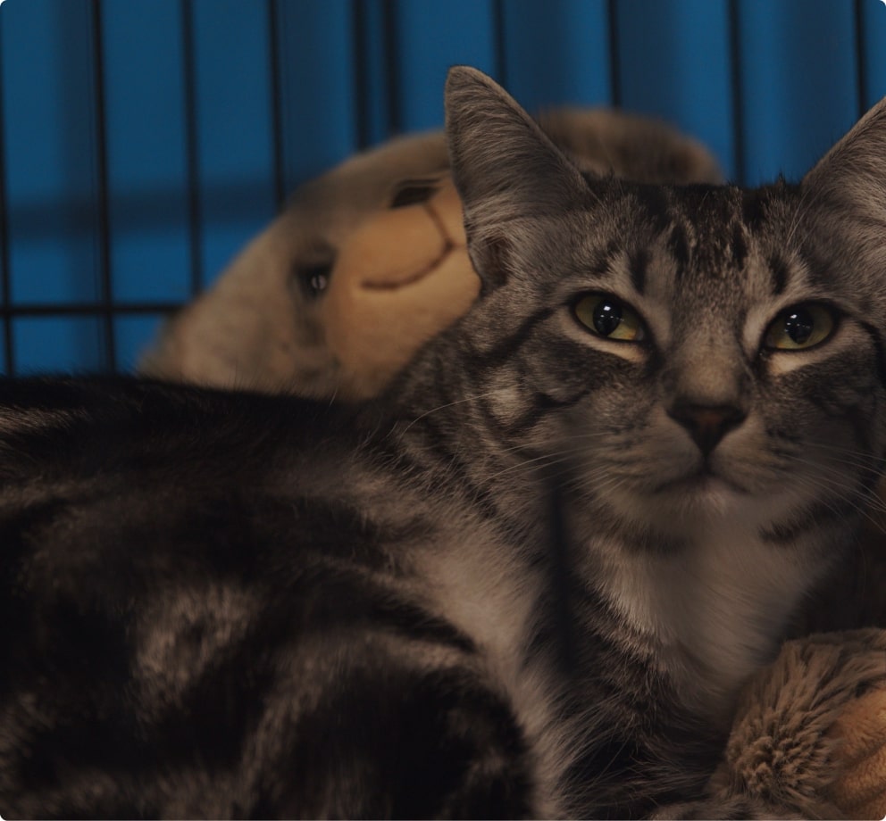 Cat Boarding Services