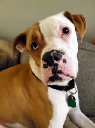 doggy daycare - pittsburgh - tank - hounds town