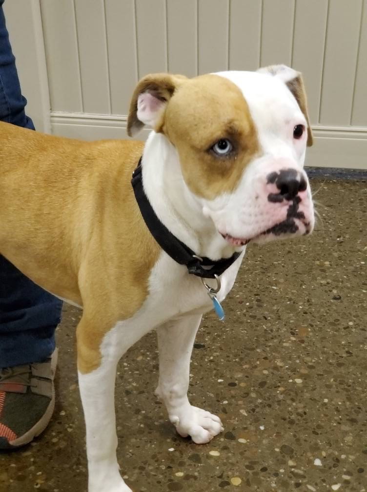 tank rescue dog - pittsburgh - dog daycare