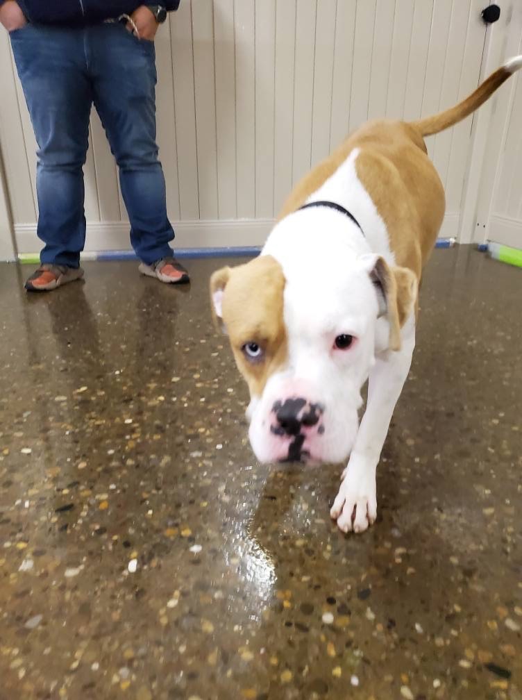 Dog Daycare Has Tank to Thank