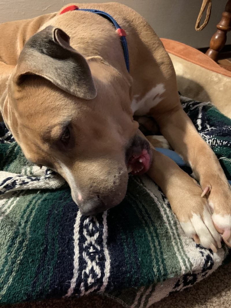 brown dog laying on green bag