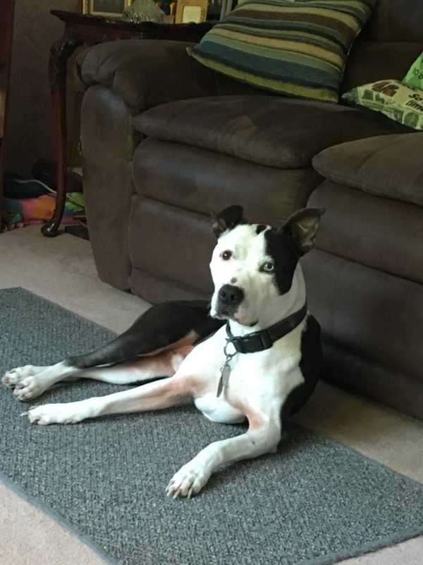 petey - rescue dog - dog day care - garden city