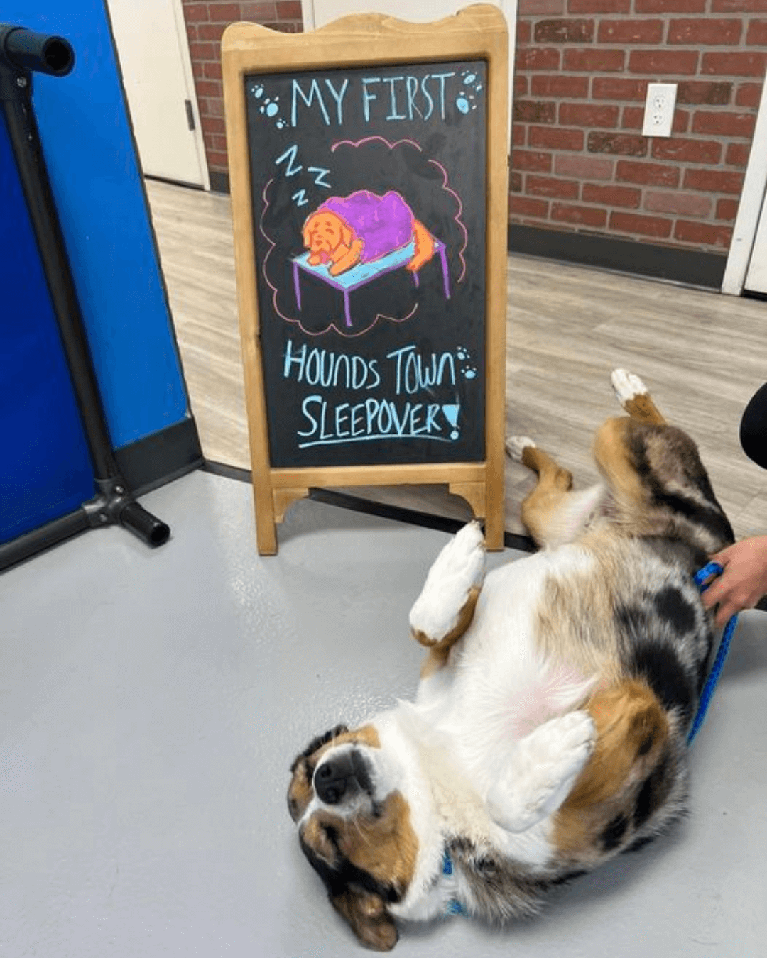 Dog at doggy daycare, rolling on the floor in front of sign that reads, 