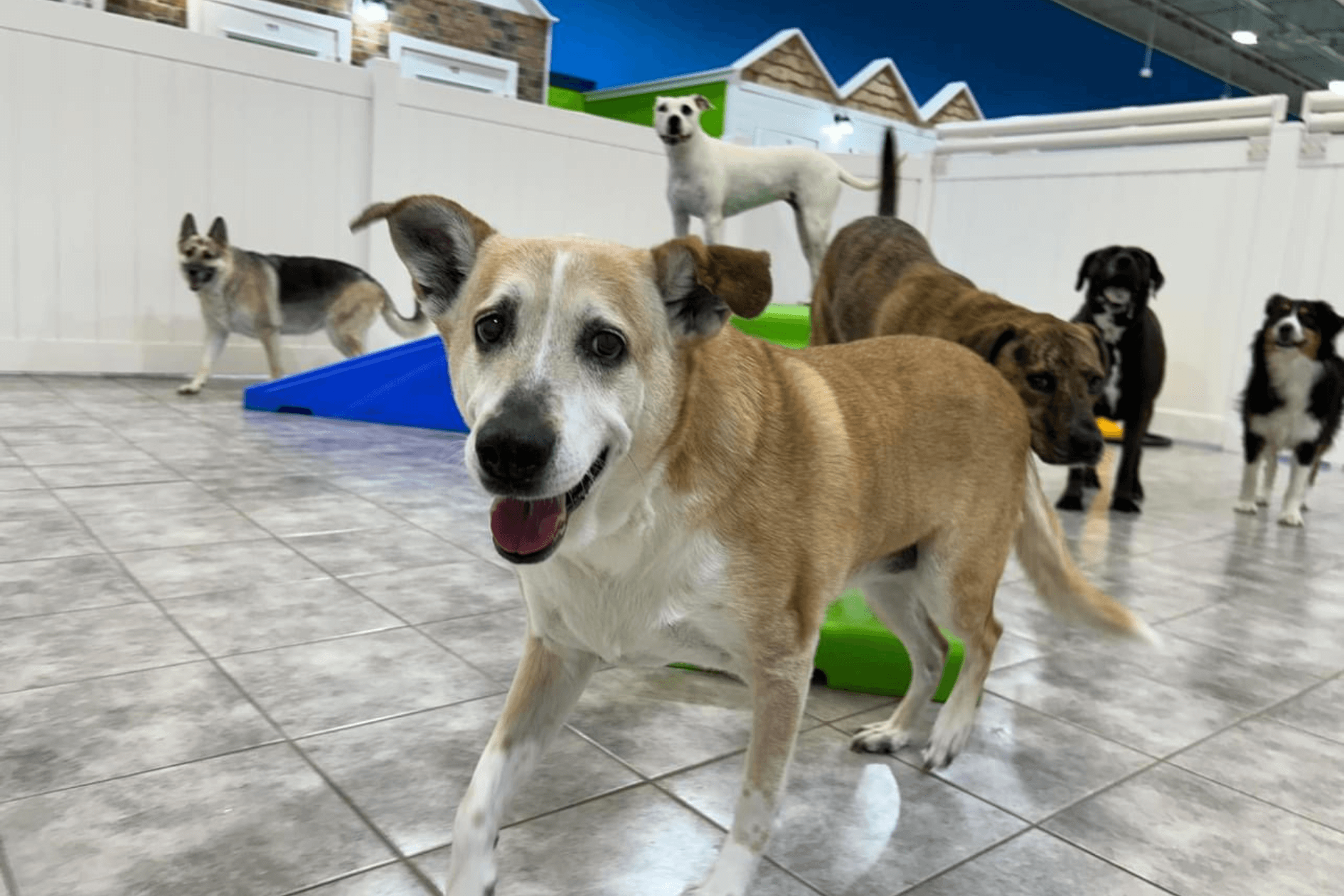 Happy dog at doggy daycare