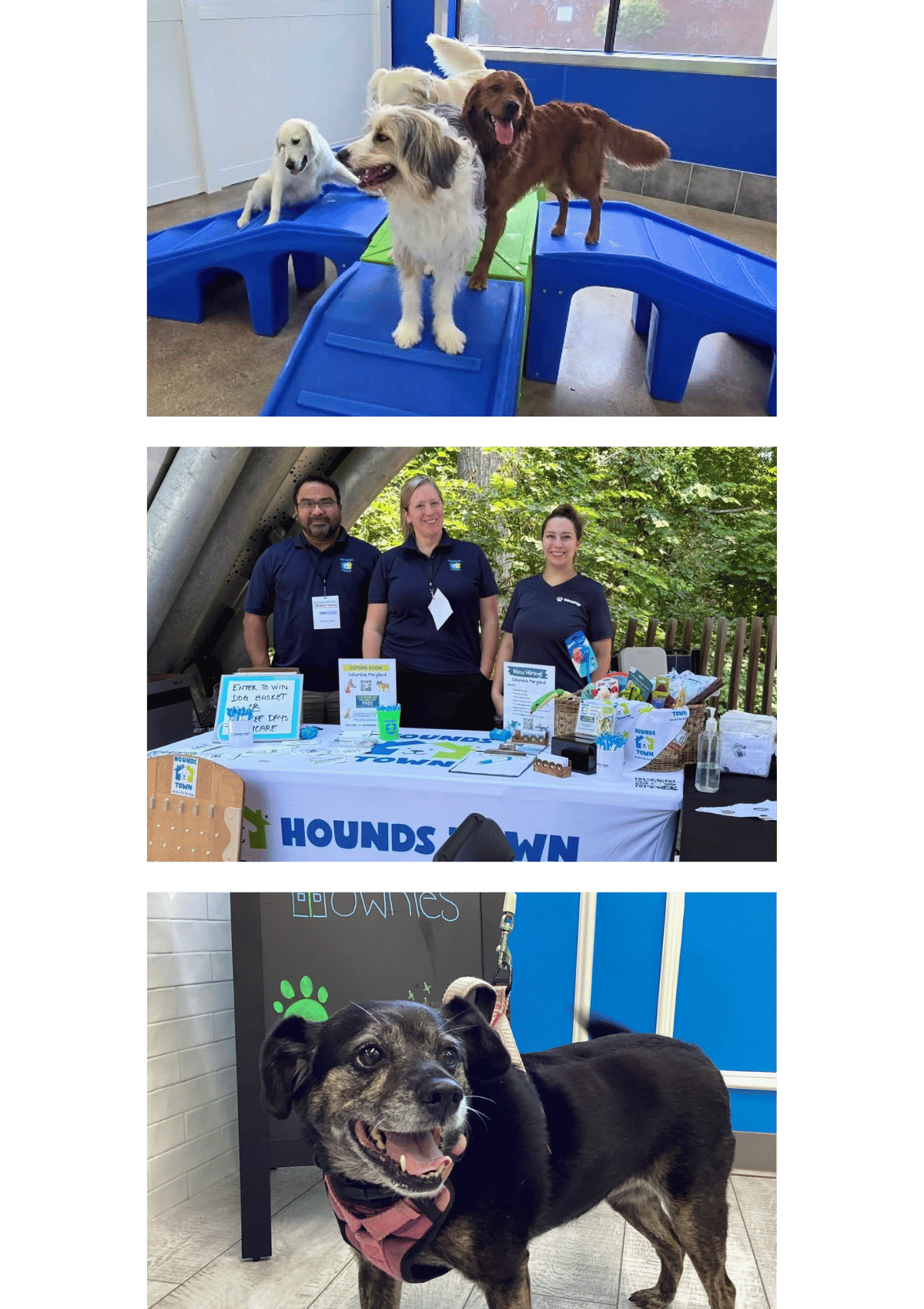 Photos from Columbia, MD doggy daycare and boarding, Hounds Town