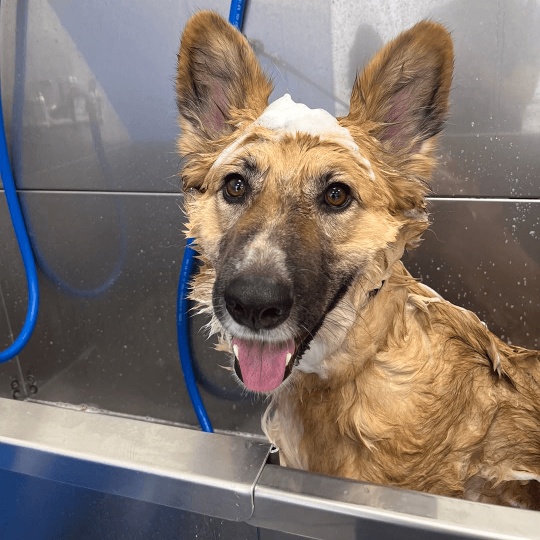 Dog getting a spa day in a bath at Hounds Town doggy daycare