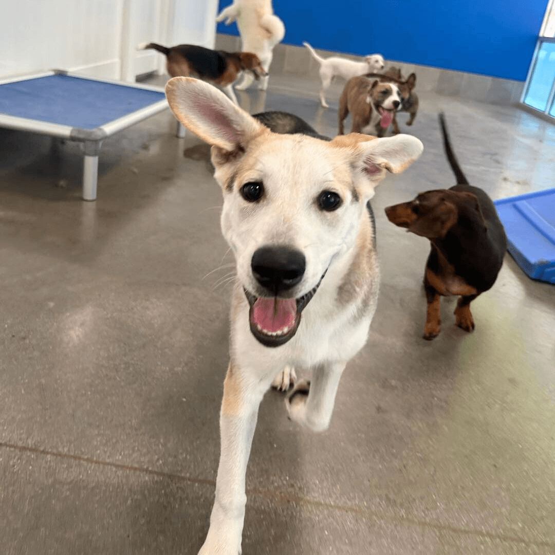 Dog, with tongue out, running and playing at doggy daycare