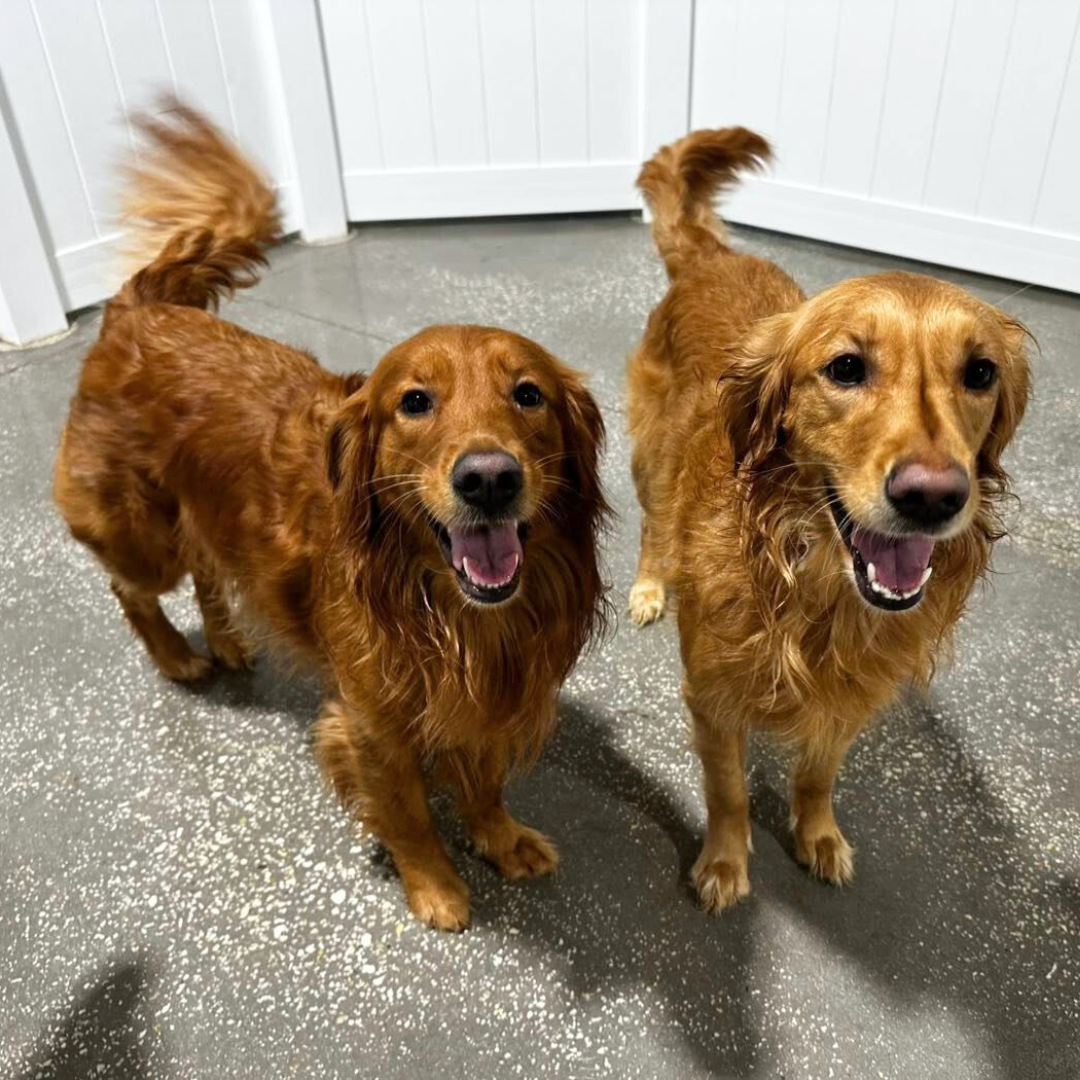 Two golden retrievers playing at doggy daycare