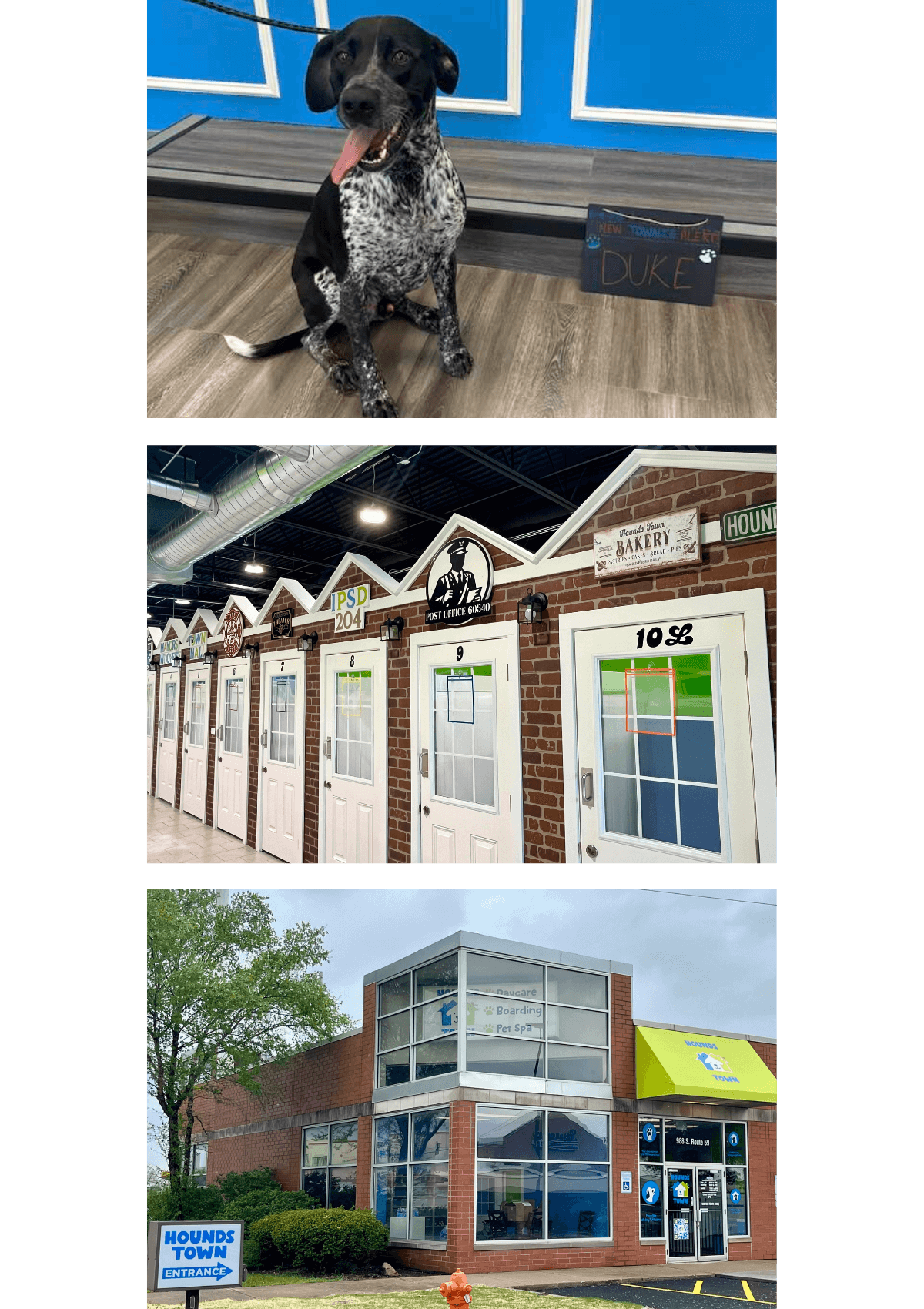 photos from Hounds Town doggy daycare in Naperville, IL