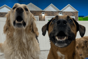 Two dogs stare up at the camera in a Hounds Town