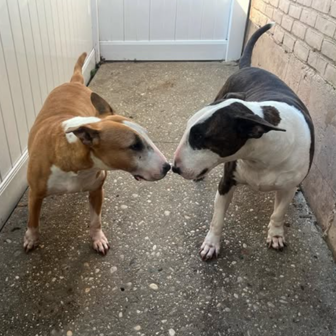 Two dogs, with noses touching, at doggy daycare in Ronkonkoma on Long Island, New York