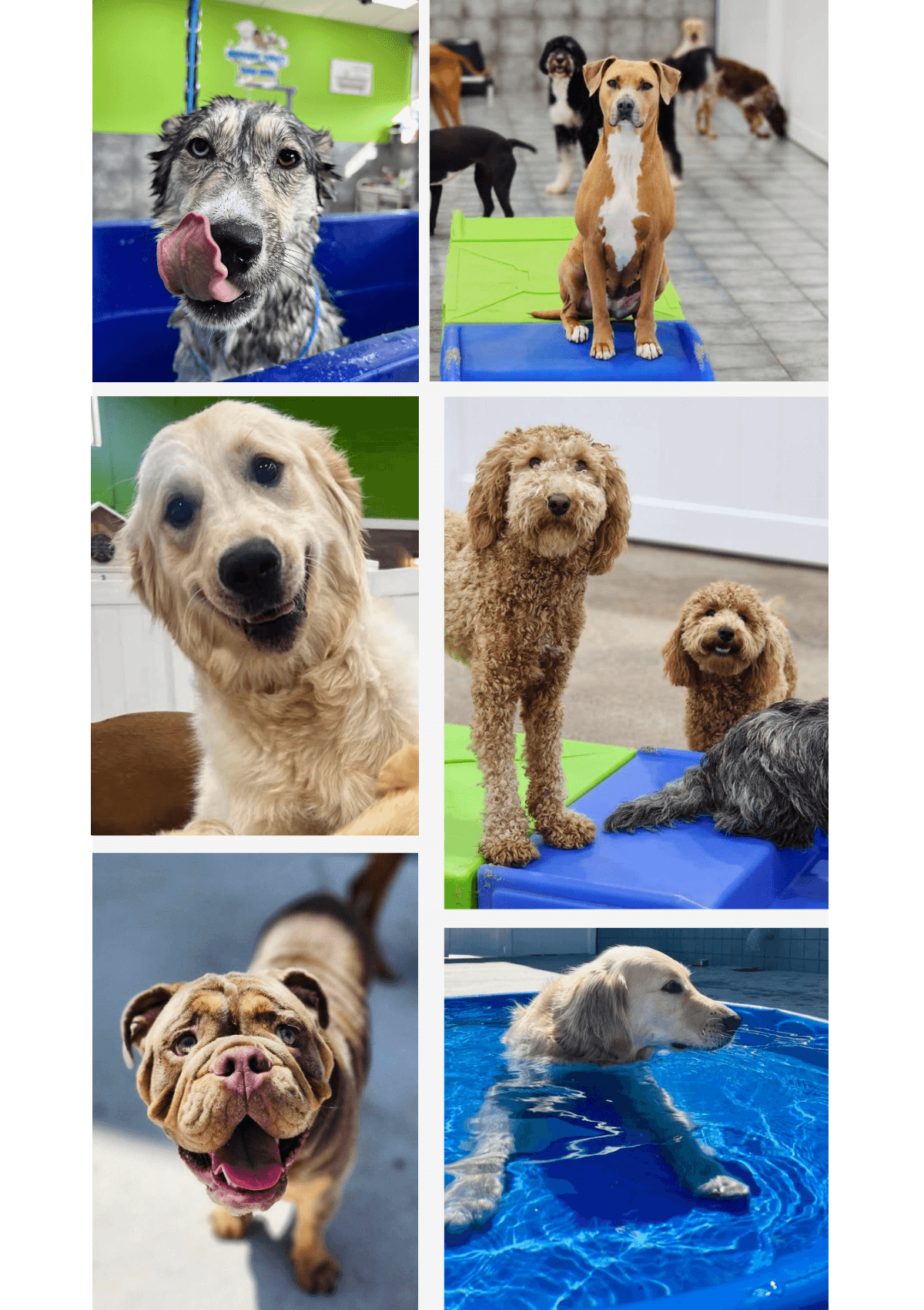 Collage of dogs at Hounds Town doggy daycare and boarding in Wixom, MI